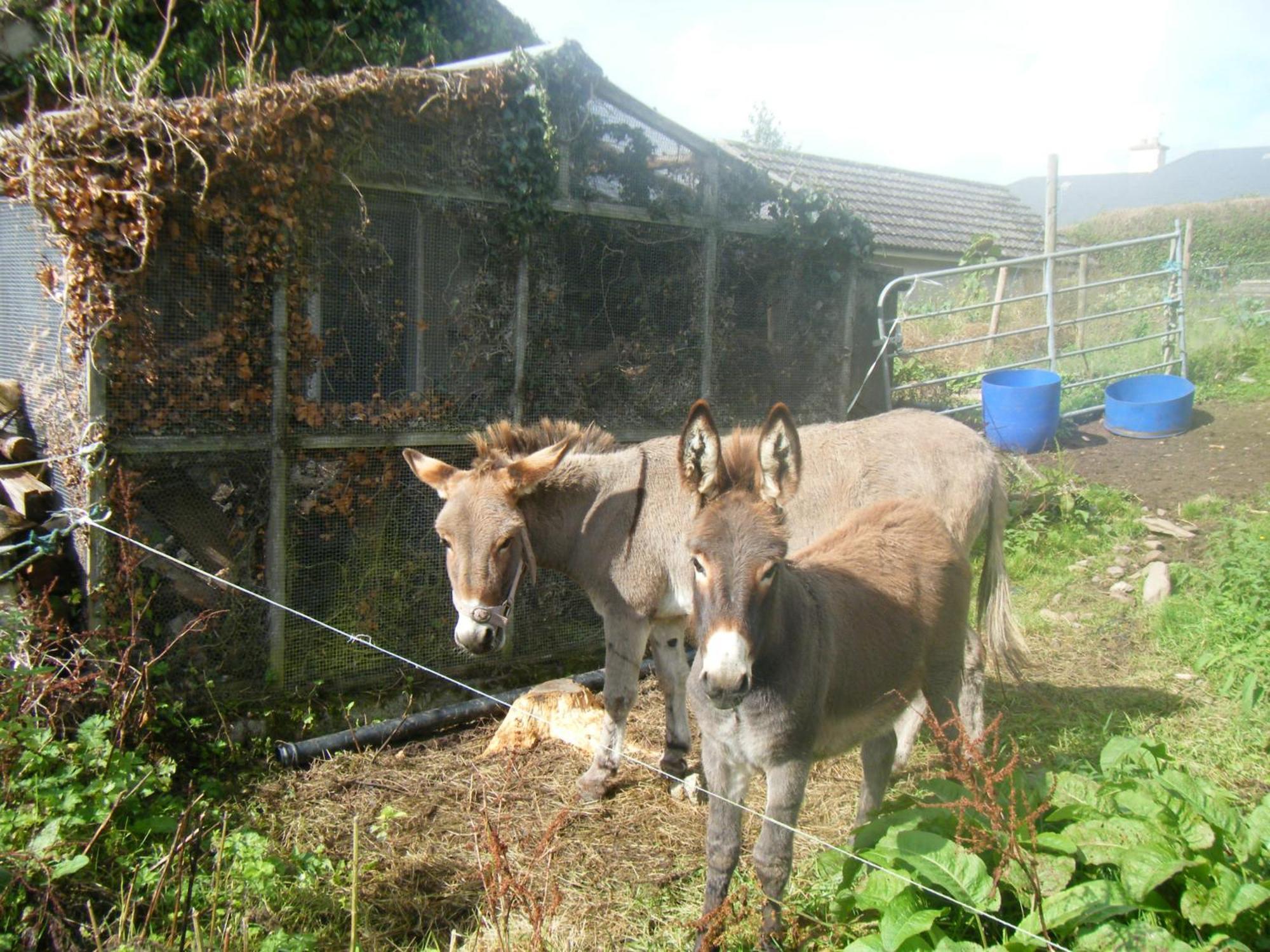 Ashfield B&B Kenmare Eksteriør bilde